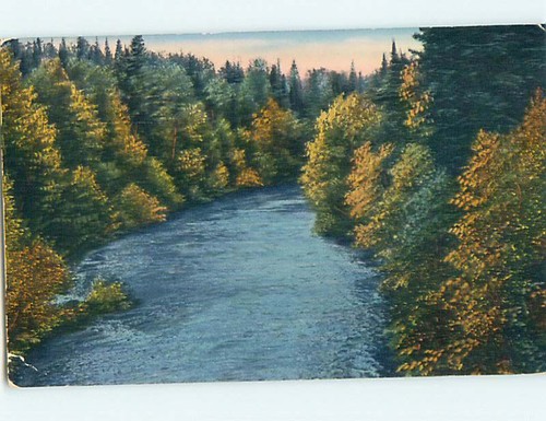 1954 trees along the river - 1954,